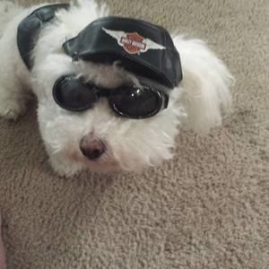 Meet your Posher, Carole